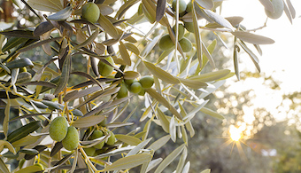 Fenoles del aceite de oliva virgen y aceituna de mesa: origen y evolucin