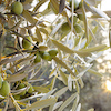 Fenoles del aceite de oliva virgen y aceituna de mesa: origen y evolucin