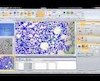 Image-Pro Premier - Automatically Count and Measure Objects
